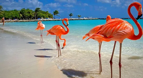 Flamingos in the Dominican Republic