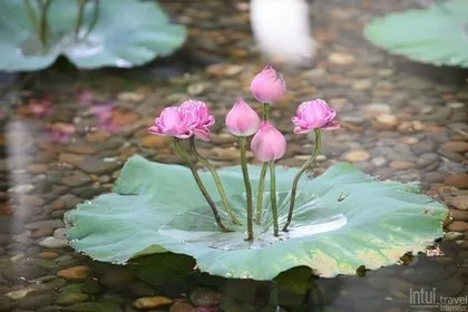 Больше направлений Intui в Азии для партнеров